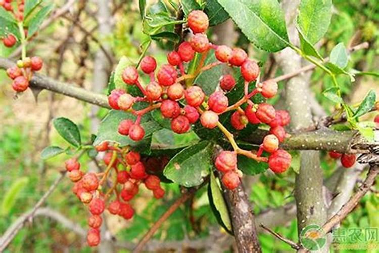 花椒树施肥方法