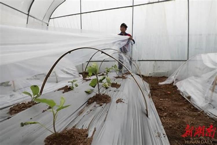 硼肥不能和什么一起用？如果使用错误会产生哪些影响？