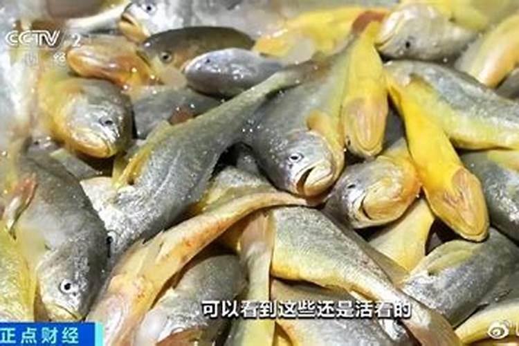 100斤鱼能发酵成几斤鱼蛋白