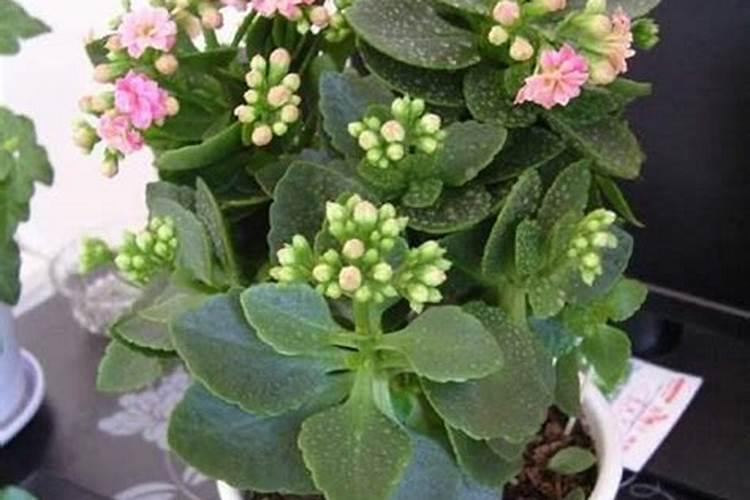 长寿花开花时能施肥吗 长寿花施肥技巧