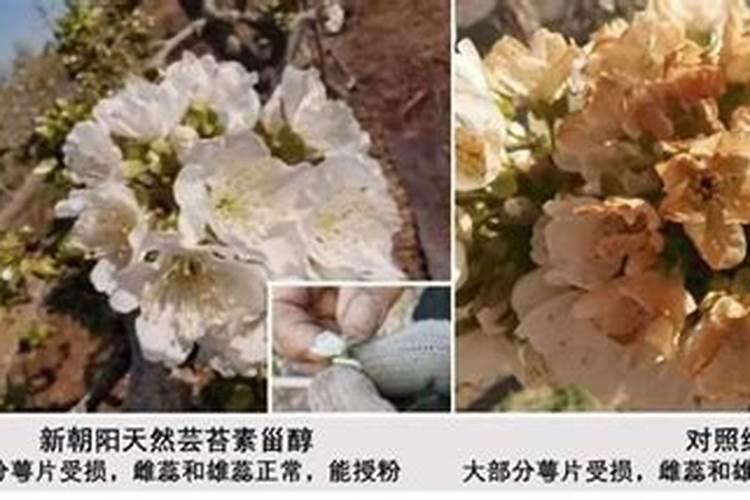 小麦拌种能用芸苔素吗