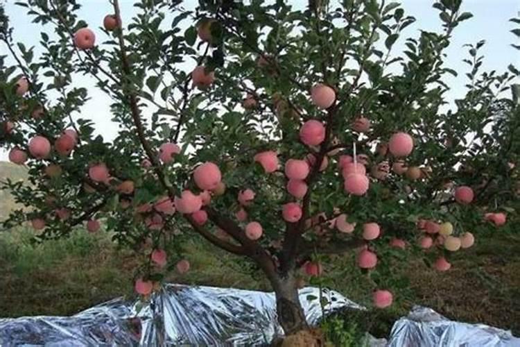 苹果座果太多树叶不大怎么施肥
