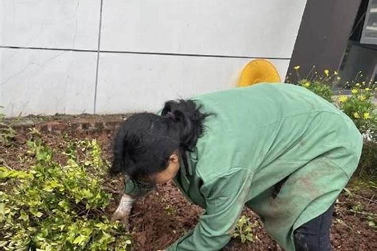 杨梅苗移栽的时候,第一年要如何施肥呢？