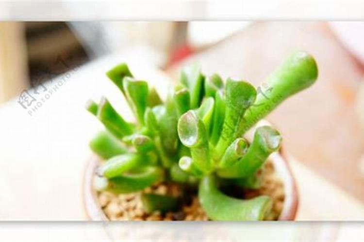 多肉植物施什么肥好