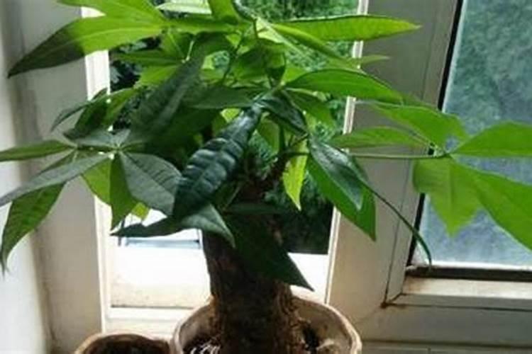 平安树室内盆栽施什么肥 平安树室内盆栽施哪些肥料