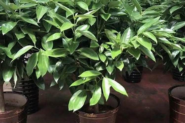 平安树室内盆栽施什么肥 平安树室内盆栽施哪些肥料