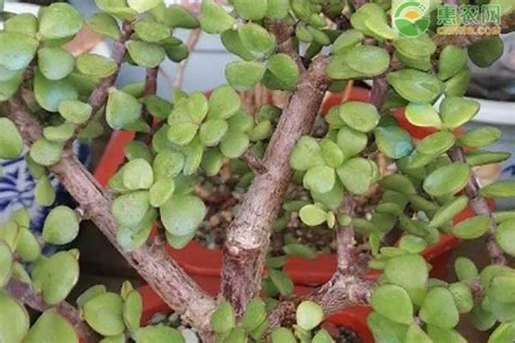 金枝玉叶能施磷酸二氢钾吗