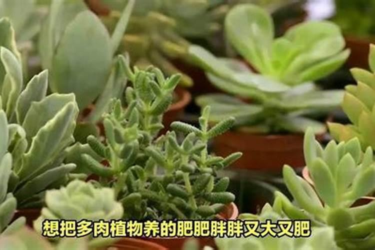 多肉植物怎么养才养得又大又肥多