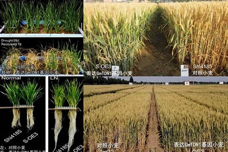 对于不同类型的小麦,从提高品质的角度如何进行氮肥运筹？