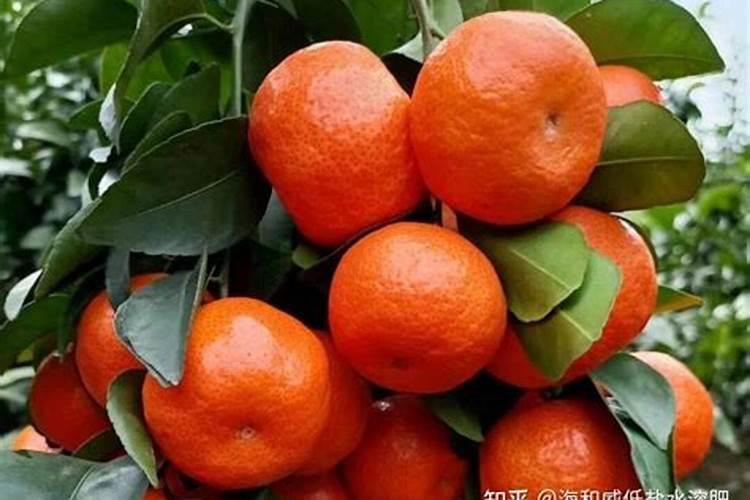 大量元素和矿源黄腐酸钾可以加有机水溶肥淋砂糖桔吗