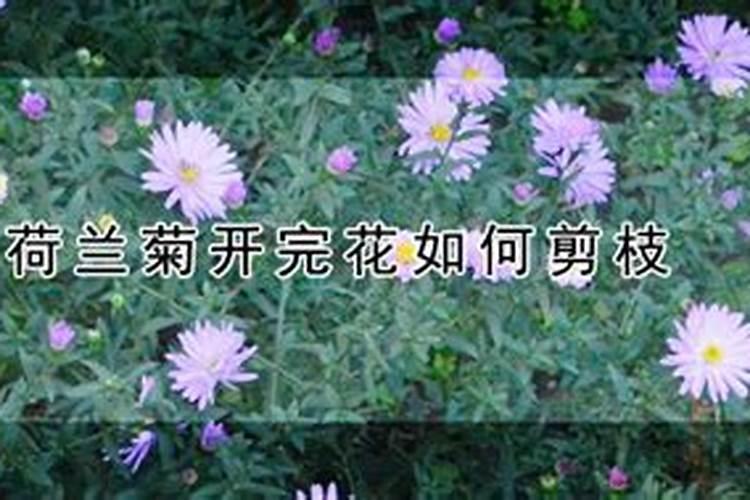 荷兰菊四季开花吗
