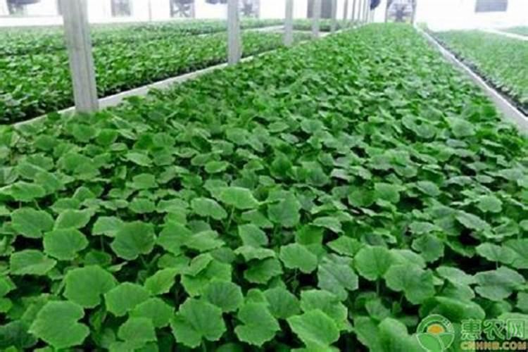 天冷了,温室大棚黄瓜喷什么叶面肥使瓜秧根发的快？