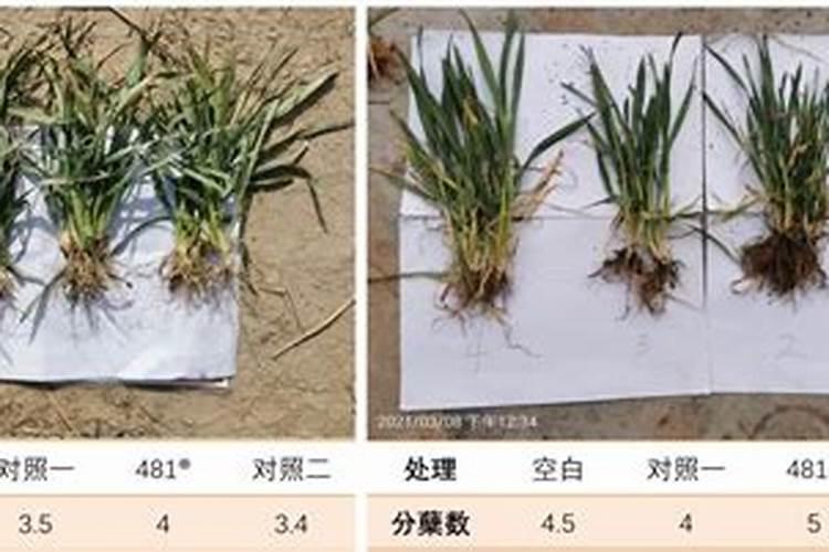 100斤麦种用多少芸苔素拌种 芸苔素如何使用