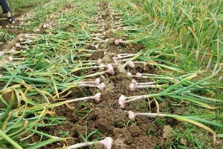 种大蒜需要什么肥料最好