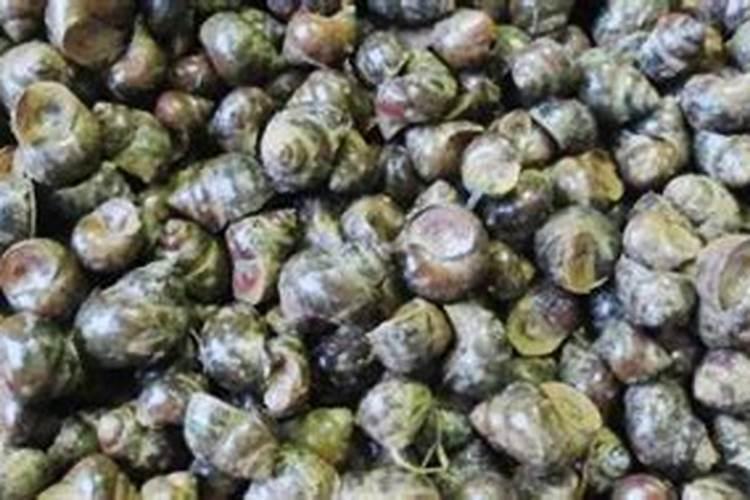 尿兑水浇菜正确方法