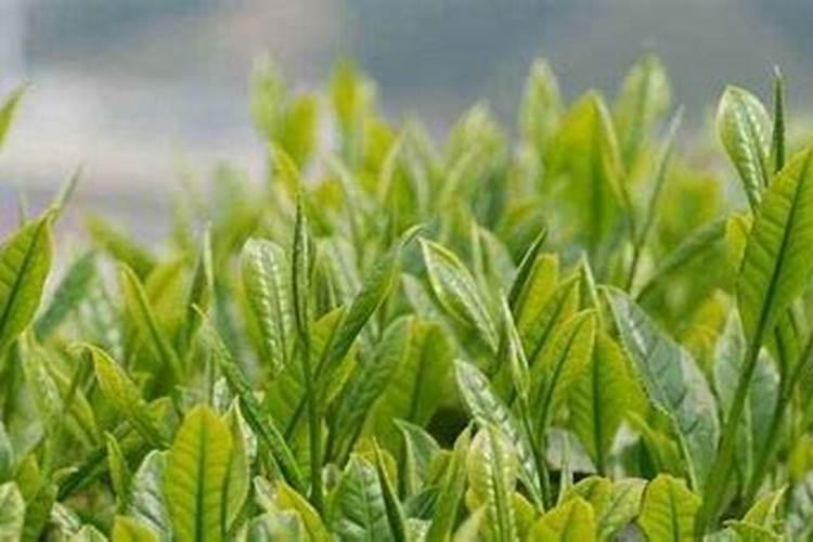 茶树施肥的最佳季节