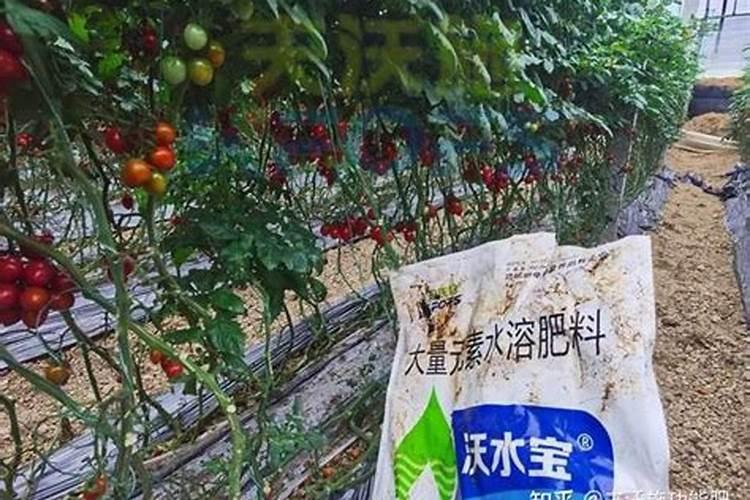 水稻施磷酸二氢钾叶面肥需要作水吗？打叶面肥排干水吗