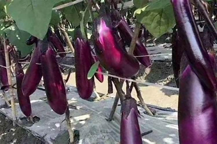 茄子用什么肥料做底肥好？茄子冲施肥用什么肥料？叶面喷施什么肥料？