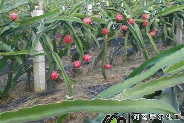 钾肥是什么肥料 植物缺少钾肥会怎么样