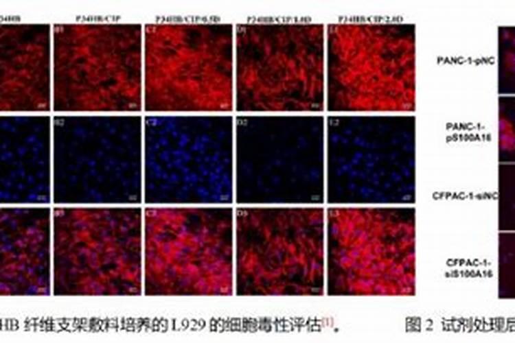 鱼蛋白在西红柿转色用好