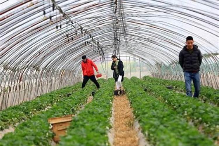 养螃蟹喂什么水草最好