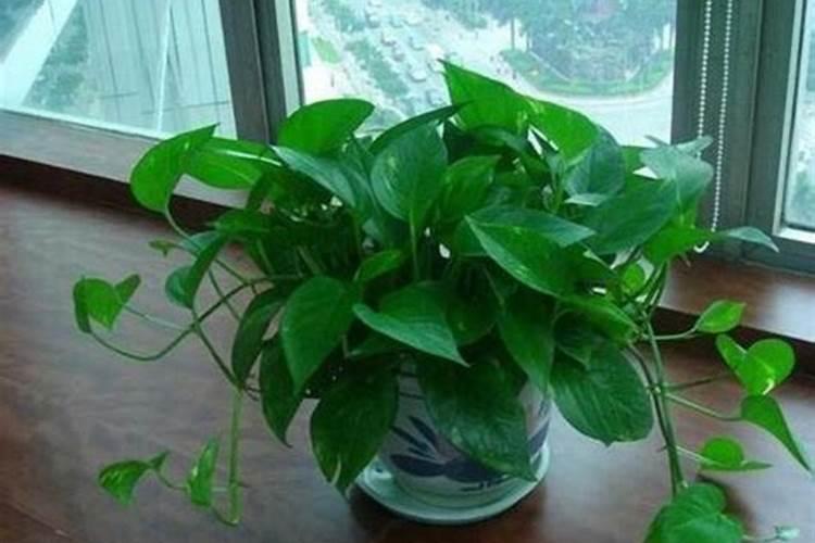 吃完菠萝皮别扔,沤肥没异味,花吃了疯长叶子绿油油!