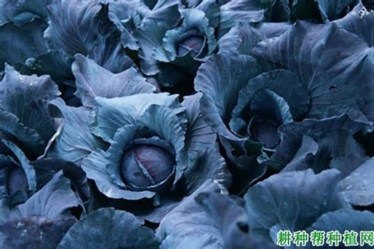 黄瓜苗期是先补磷还是先补钙