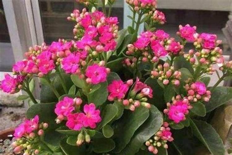 长寿花夏季怎么施肥叶片肥厚生长旺
