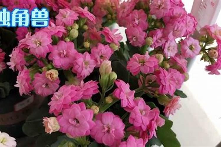 长寿花夏天怎么养施什么肥