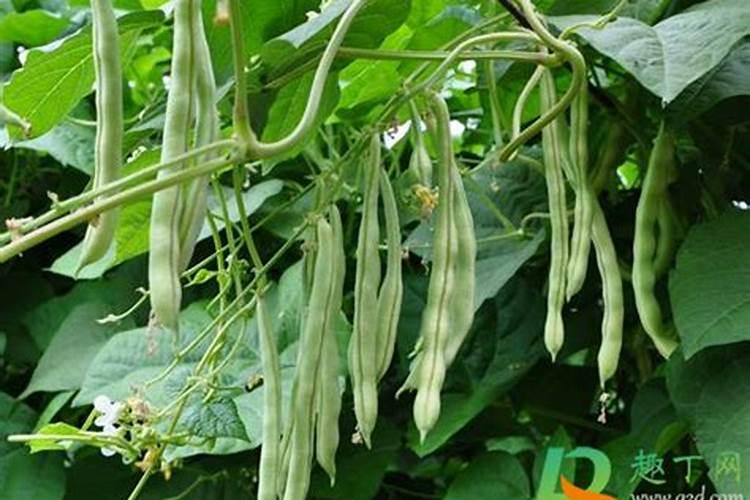 请问芸苔素可以直接喷在豆角上吗？