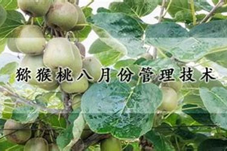 猕猴桃施壮果肥最佳时间 施肥方法有哪些