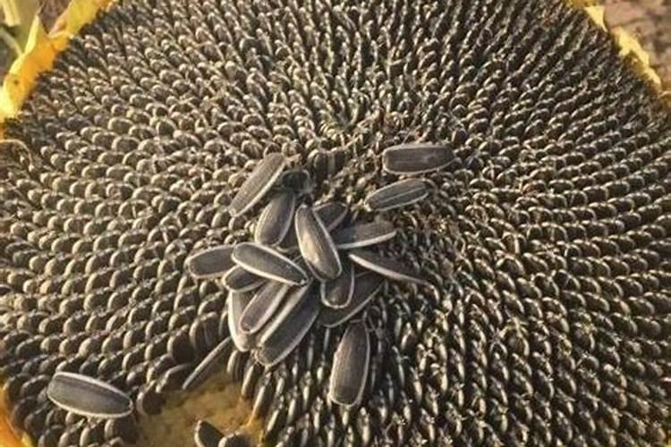 葵瓜子怎么种