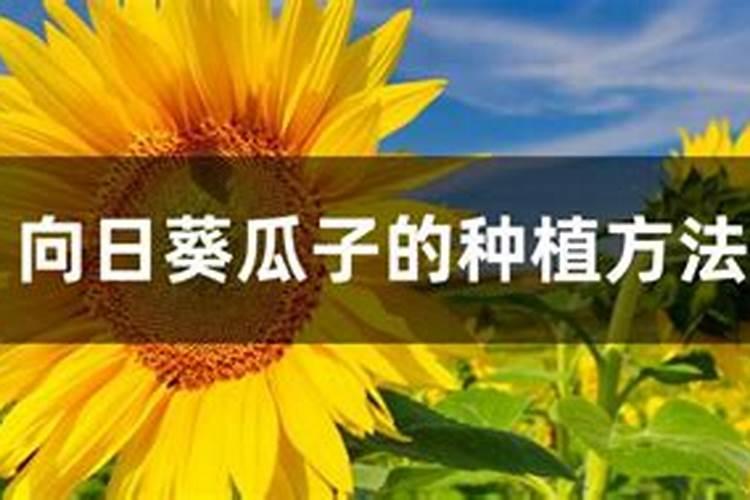 葵花怎么追肥,该追含哪些元素的肥料？