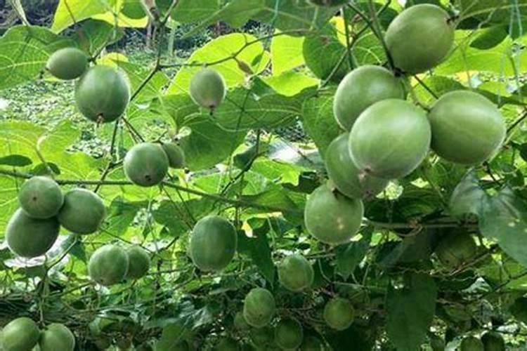 保定海鲜批发市场在哪