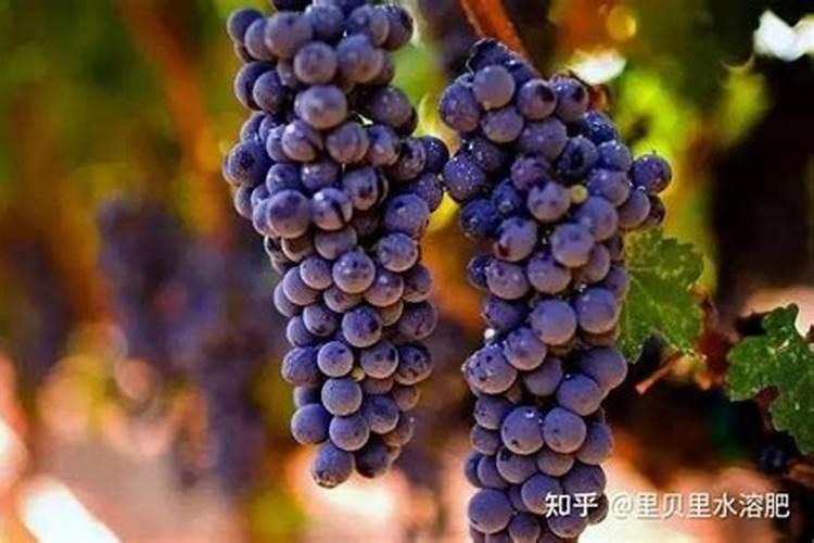 什么肥料磷肥含量高