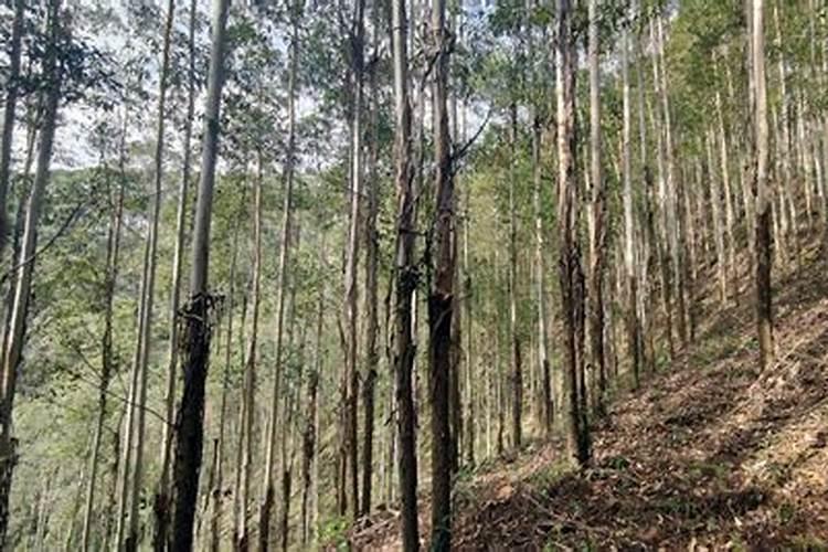 地栽牡丹花的种植方法及养护