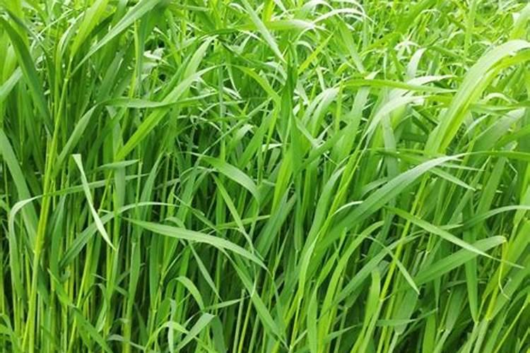果园可以套种什么牧草