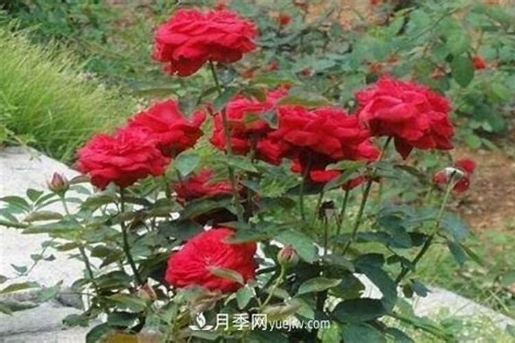 茶叶水可以浇月季花吗？