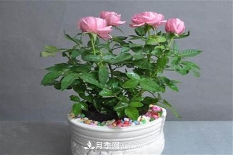 月季花的养殖方法和条件