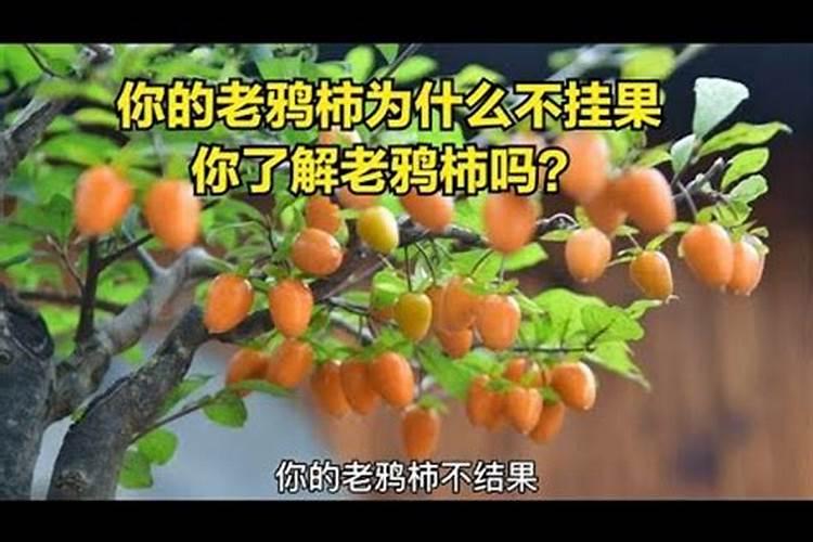 大棚甜瓜种植需要注意哪些方面？