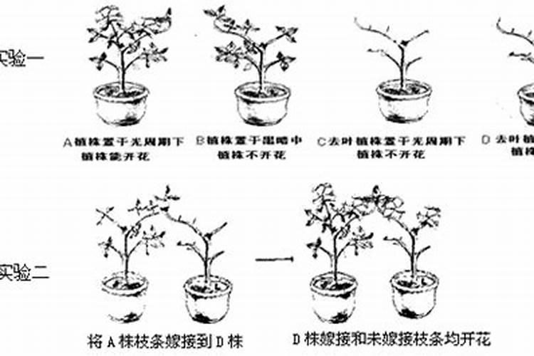 植物开花用什么肥料植物开花适合用什么肥料