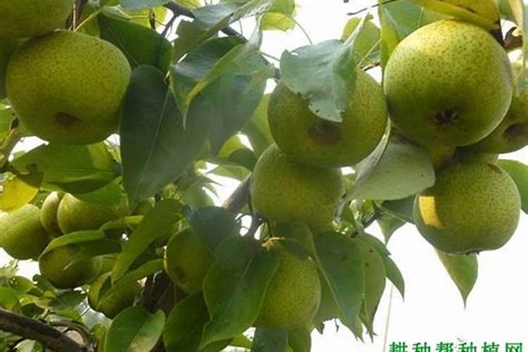 梨树施肥时间和方法 注意事项有哪些