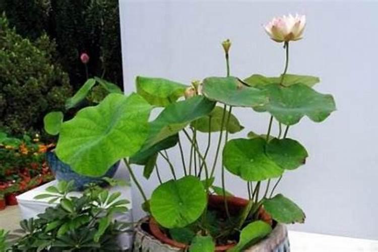 碗莲可以施复合肥吗