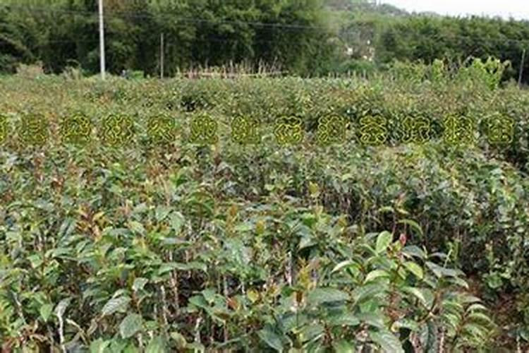 油茶树一年施几次肥料
