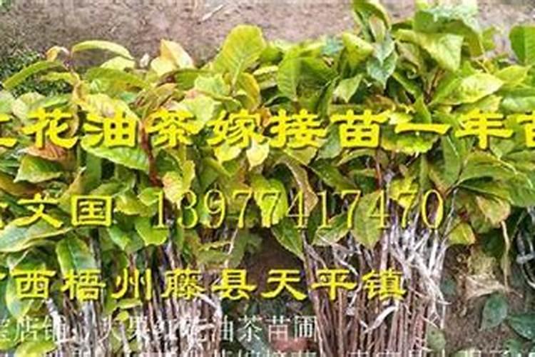 油茶树种多久可以施肥 油茶树什么时候需要施肥