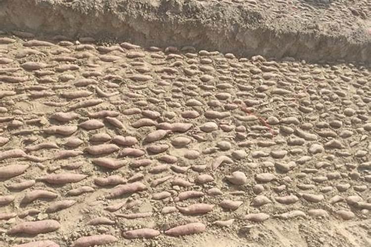 三宁复合肥三个15价格是品牌吗