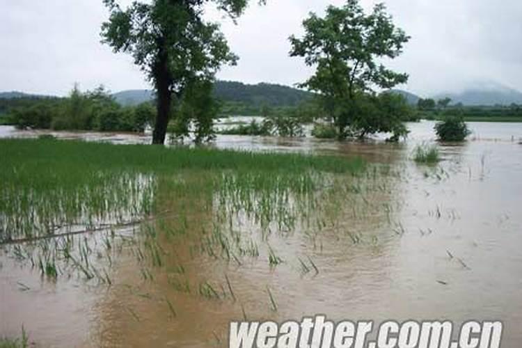 禾苗田里撒完复合肥后持续下雨怎么办还有效吗？