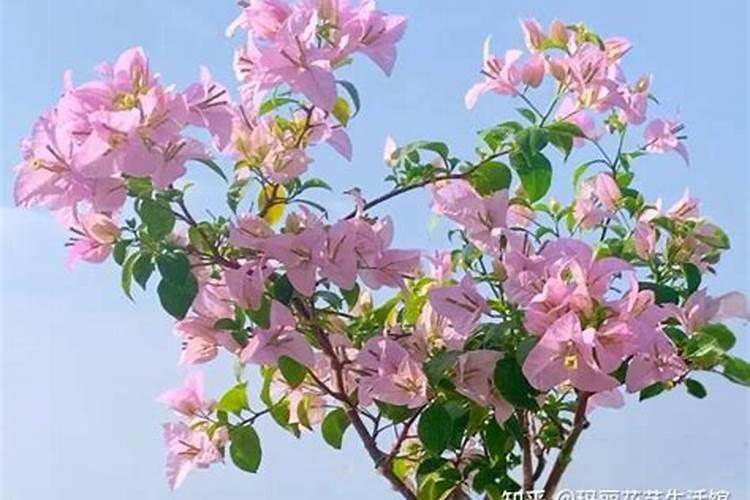 三角梅花期后如何施肥