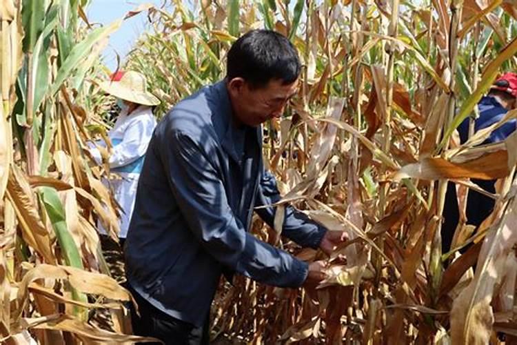 种玉米用什么肥料好