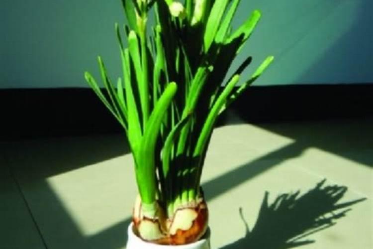 水仙花徒长怎么办